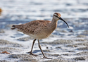 Numenius phaeopus